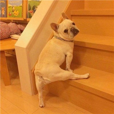 呆萌搞笑的狗狗情侣头像 最新微信可爱小